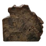 Triassic Woodworthia Petrified Wood Log Bookend Natural Polished 7" Brown VG