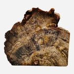 Triassic Woodworthia Petrified Wood Log Bookend Natural Polished 7" Brown VG