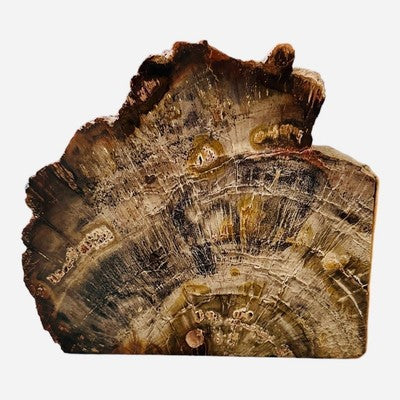 Triassic Woodworthia Petrified Wood Log Bookend Natural Polished 7" Brown VG