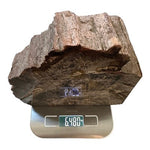 Triassic Woodworthia Petrified Wood Log Bookend Natural Polished 7" Brown VG