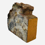 Triassic Woodworthia Petrified Wood Log Bookend Natural Polished 7" Brown VG