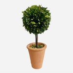 Braided Boxwood Topiary Tree 16" Preserved Round Planter Indoor Outdoor Green VG
