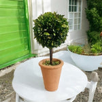 Braided Boxwood Topiary Tree 16" Preserved Round Planter Indoor Outdoor Green VG