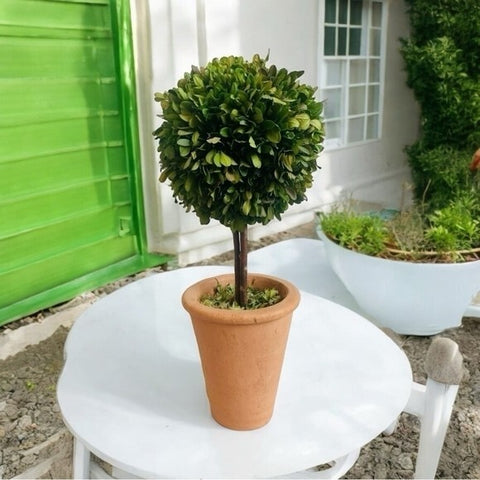 Braided Boxwood Topiary Tree 16" Preserved Round Planter Indoor Outdoor Green VG