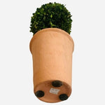 Braided Boxwood Topiary Tree 16" Preserved Round Planter Indoor Outdoor Green VG