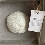 NEW Coastal Shadow Box 9" Sea Urchin Shell Wall Art Beach Nautical Decor White