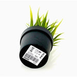 2x IKEA Fejka Artificial Potted Wheat Grass Plant Indoor Outdoor 4" NWT