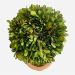 Braided Boxwood Topiary Tree 16" Preserved Round Planter Indoor Outdoor Green VG