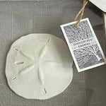 Coastal Sand Dollar Shadow Box Wall Art White Grey Glass Seashell Decor 9x9" New